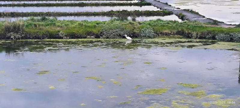 Aveiro: Ria Highlights Boat Tour - The Unique Experience of a Small Group