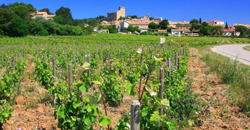 Avignon: Full-Day Wine Tour around Châteauneuf-du-Pape - Explore the South of France on a Full-Day Wine Tour from Avignon