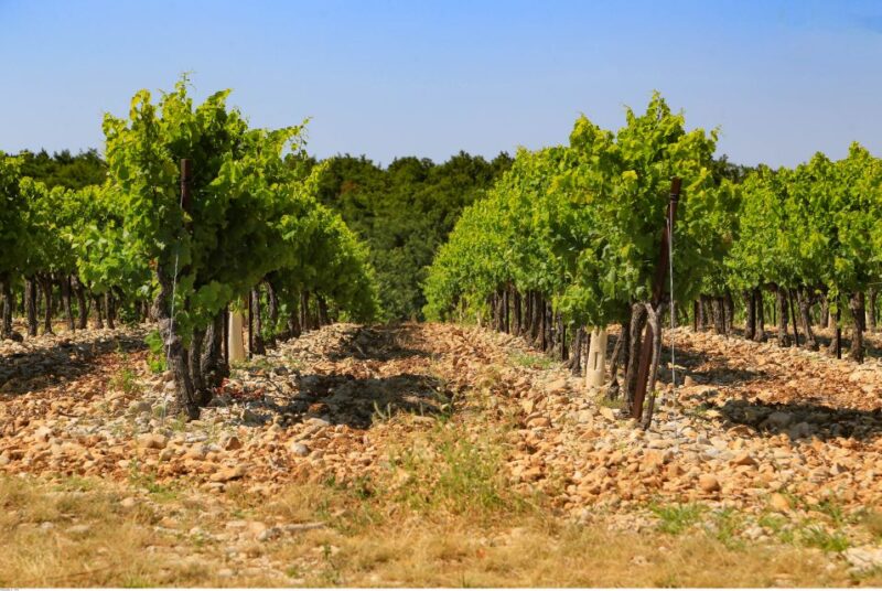 Avignon: Full-Day Wine Tour around Châteauneuf-du-Pape - The Wine Selections and Tasting Experience