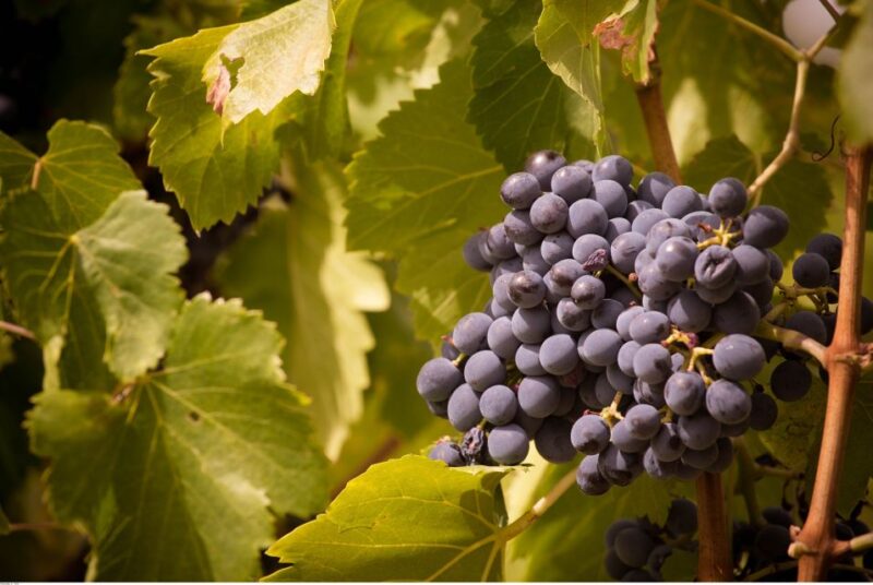 Avignon: Full-Day Wine Tour around Châteauneuf-du-Pape - What Makes This Tour Stand Out