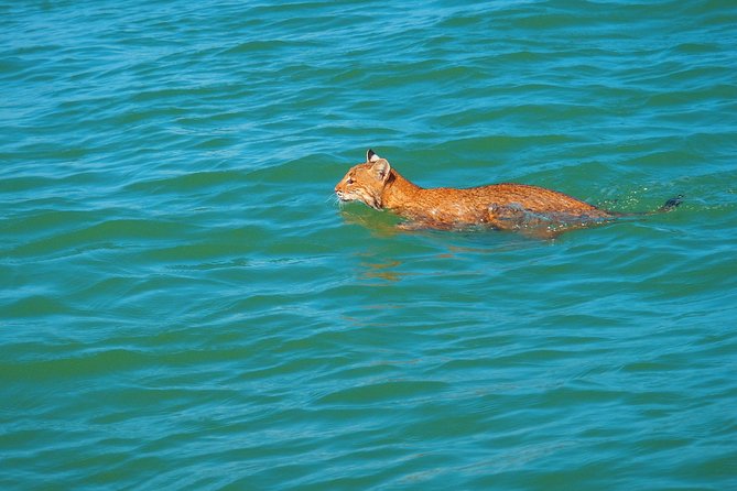 Avi's Premium Dolphin Tour by Jet Ski - Comfort and Safety: Gear and Equipment