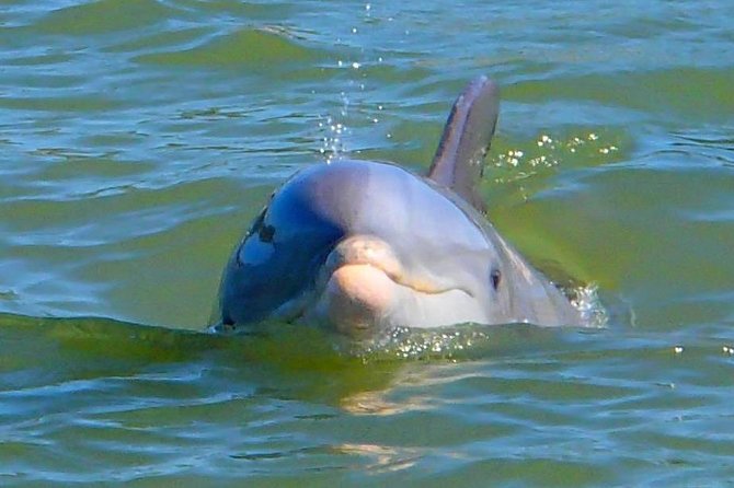 Avi's Premium Dolphin Tour by Jet Ski - Pacing and Experience Level