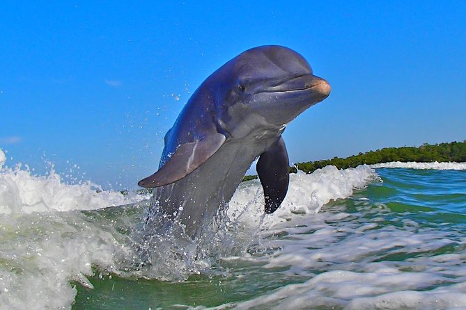 Avi's Premium Dolphin Tour by Jet Ski - Customer Satisfaction and Repeat Bookings