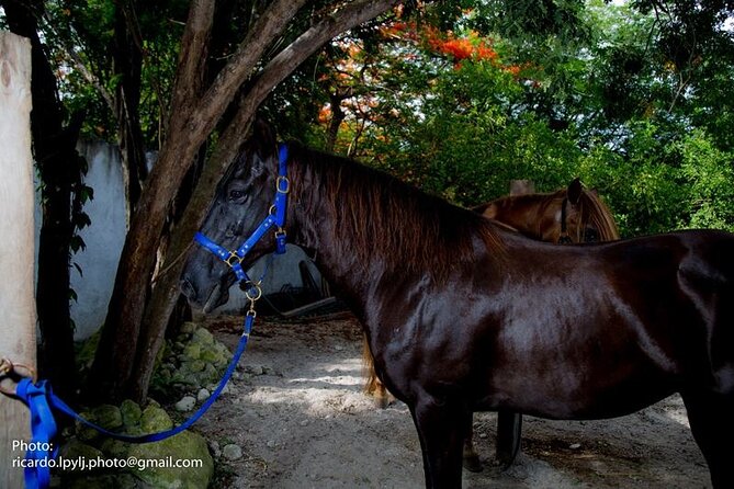 Award-winning Private Classic Horseback Ride - Safety Measures and Comforts During the Ride