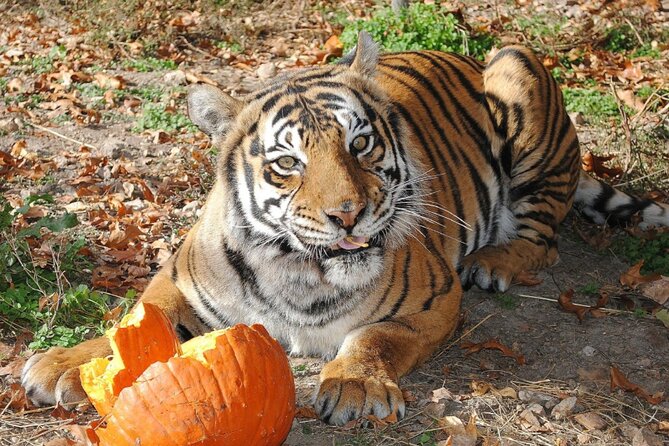 Awareness Tour - Encounter Missouri’s Big Cats on the Awareness Tour
