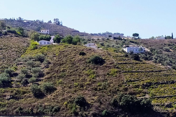 Axarquia VIP Wine Tour with Gourmet Winery Lunch Experience - Duration, Transportation, and Group Size