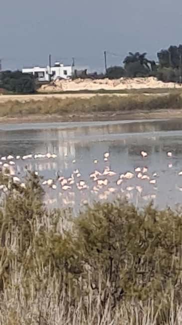 Ayia Napa: Sea Caves and Clay Pigeon Shooting Tour - Comfortable Transport with a Prestige Vehicle