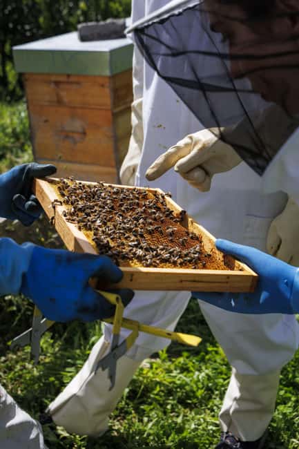 Azores Beekeeping Experience and Honey Tasting - Honey Tasting of Azorean Varieties