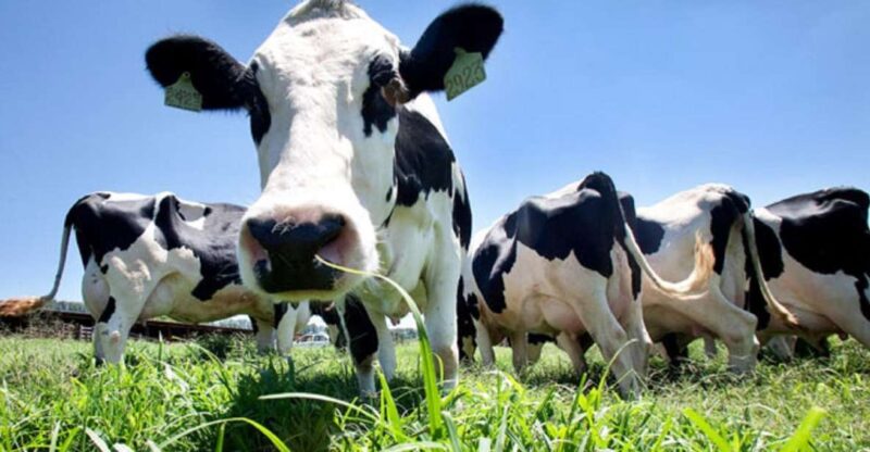 Azores: Day at the Farm with Traditional Lunch - Visiting Lookouts with Breathtaking Views