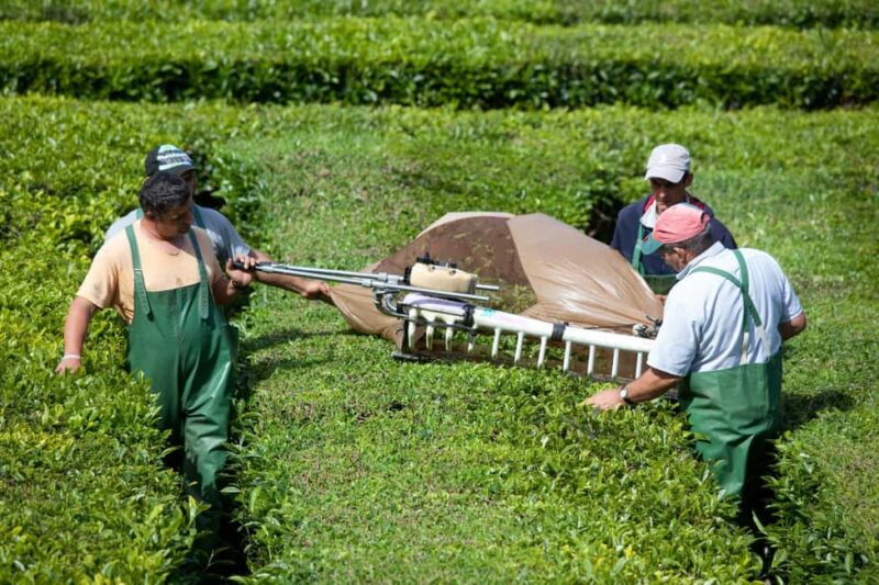 Azores: Full Day Private Tour Furnas Hot Baths & Gastronomy - Key Points