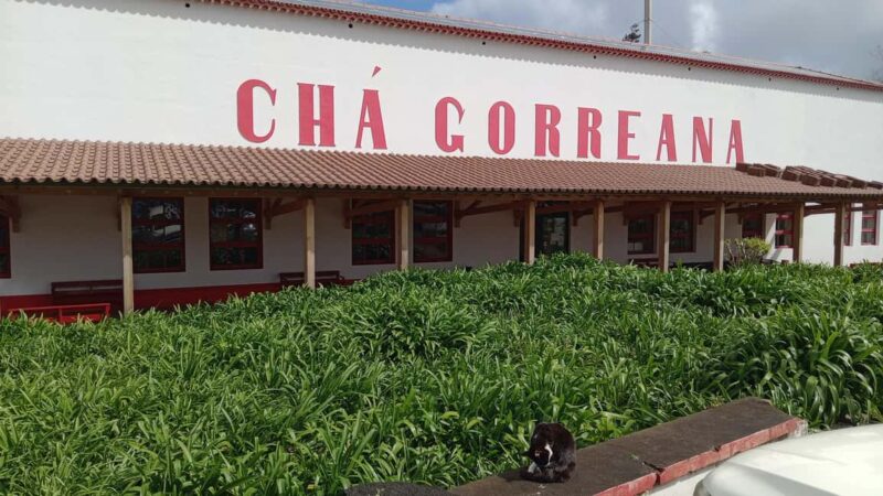 Azores: Full Day Private Tour Furnas Hot Baths & Gastronomy - Visiting Gorreana Tea Factory: Europe’s Oldest Tea Plantation