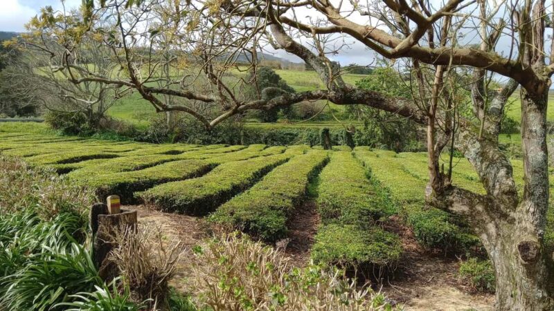Azores: Full Day Private Tour Furnas Hot Baths & Gastronomy - Lunch and Food Tasting in Furnas with "Cozido das Furnas"