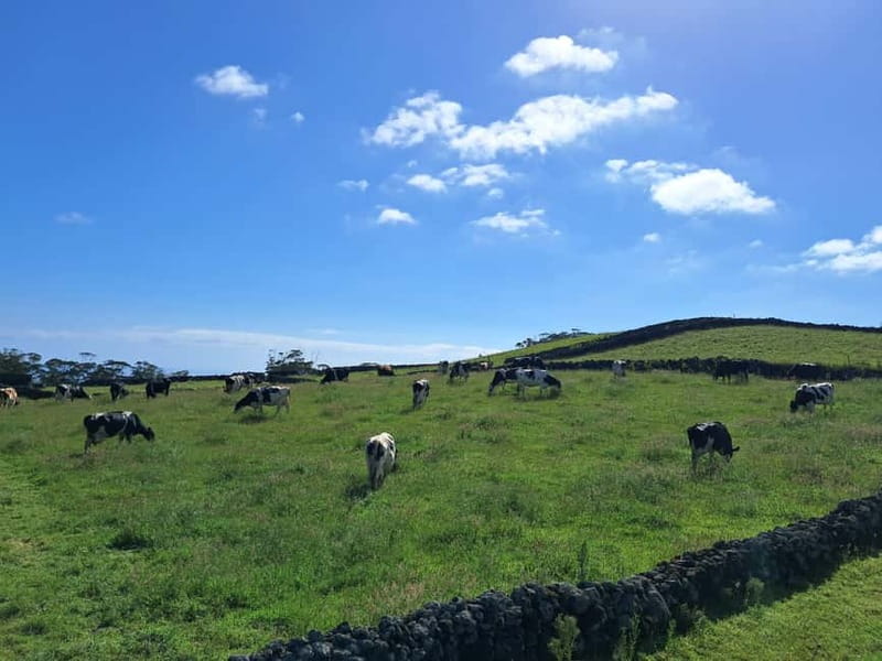 Azores: Half-Day Dairy Farm Tour - Azores: Half-Day Dairy Farm Tour Review