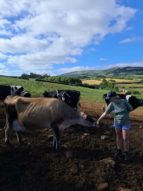 Azores: Half-Day Dairy Farm Tour - Key Points