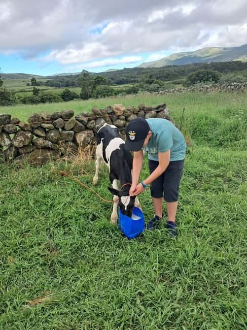 Azores: Half-Day Dairy Farm Tour - Inside the Dairy Farm: Cows, Calves, and Milking