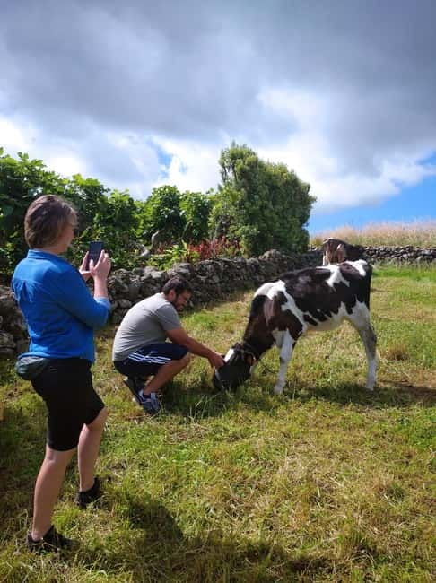 Azores: Half-Day Dairy Farm Tour - Visiting the Milk Collection Station