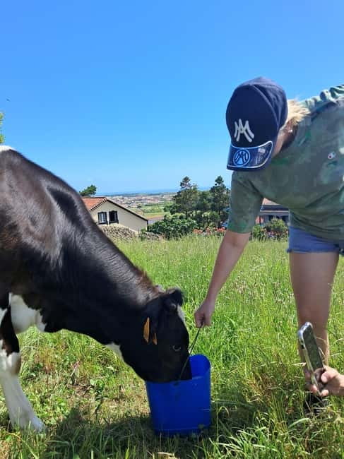 Azores: Half-Day Dairy Farm Tour - Practical Details and Booking Flexibility