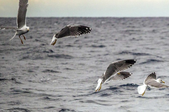 Azores Marine Birdwatching Expedition w/ Biologist Guide - Bird Species You Can Expect to See