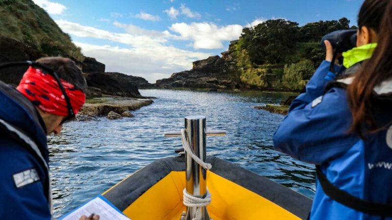 Azores Marine Birdwatching Expedition w/ Biologist Guide - Azores Marine Birdwatching Expedition w/ Biologist Guide: An In-Depth Review