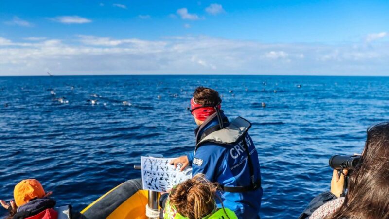 Azores Marine Birdwatching Expedition w/ Biologist Guide - The Boat and Safety Arrangements