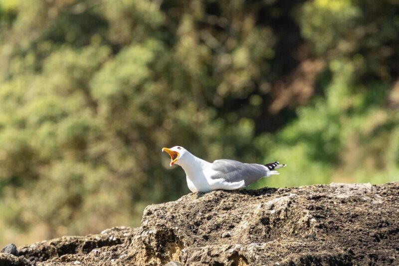Azores Marine Birdwatching Expedition w/ Biologist Guide - What to Expect During the Birdwatching Experience