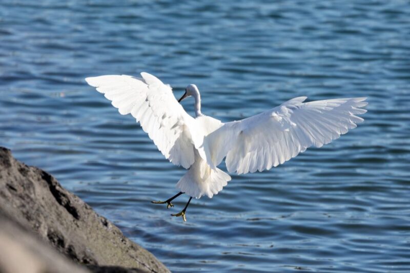 Azores Marine Birdwatching Expedition w/ Biologist Guide - The Role of the Marine Biologists and Guides