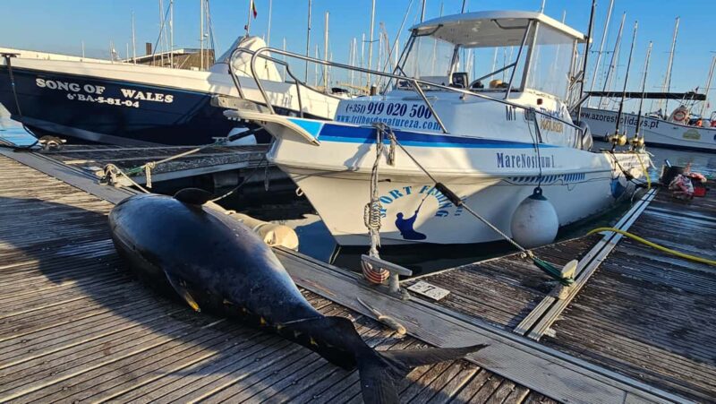 Azores: Ponta Delgada Big Game Fishing Private Tour - Safety and Environmental Responsibility