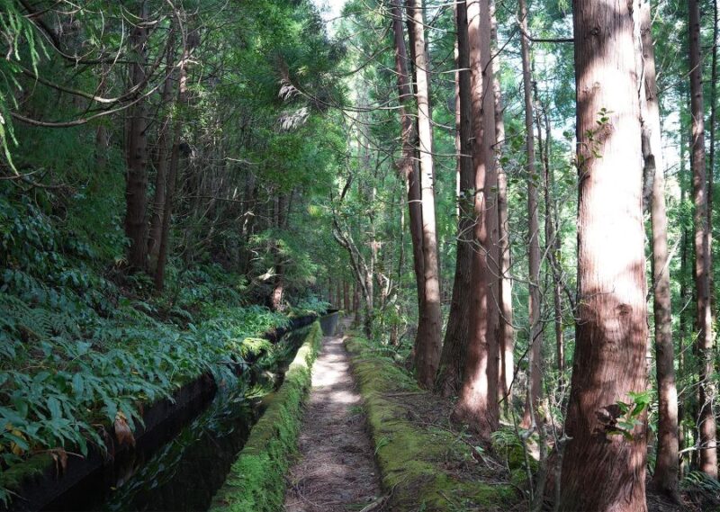 Azores: São Miguel and Lagoa do Fogo Hiking Trip - Detalles del Recorrido y los Puntos Clave