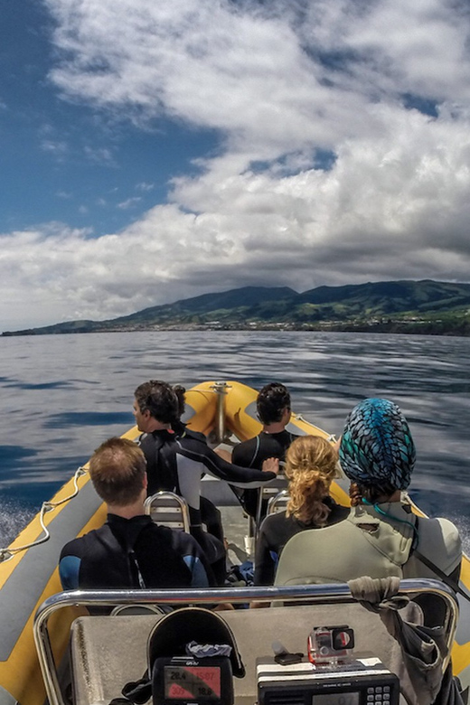 Azores: Swim with Dolphins Atlantic Experience - Meeting and Logistics