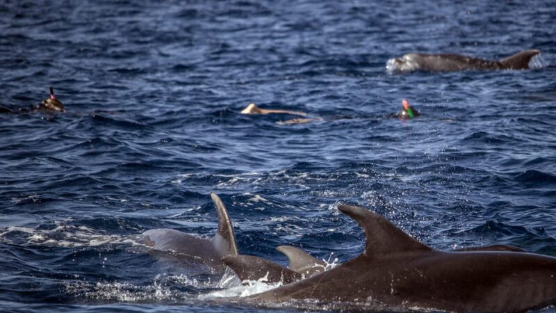 Azores: Swim with Dolphins Atlantic Experience - The Equipment and What’s Included