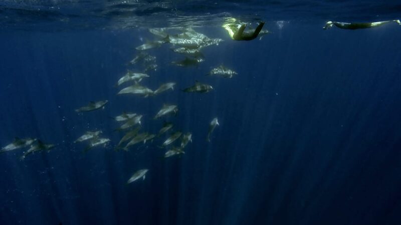 Azores: Swim with Dolphins Atlantic Experience - Responsible Wildlife Interaction and Conservation Focus