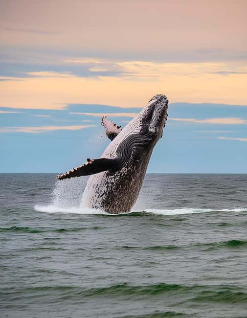 Azores: Whale Watching & Islet Boat Tour w/ Marine Biologist - Starting Point and Transportation in São Miguel