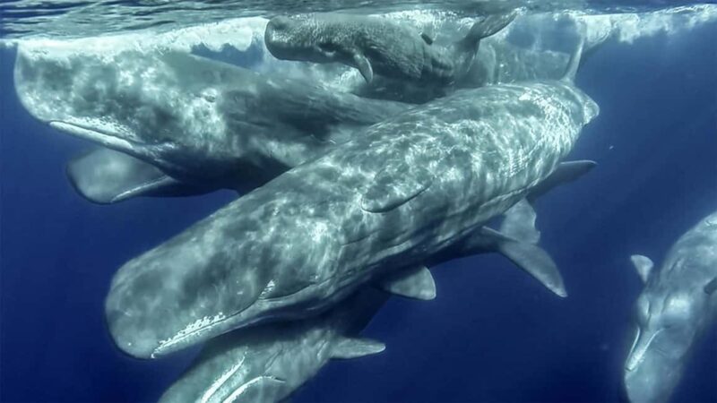 Azores: Whale Watching & Islet Boat Tour w/ Marine Biologist - Practical Details and Recommendations