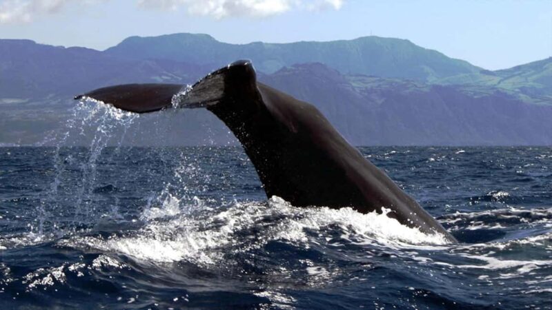 Azores: Whale Watching & Islet Boat Tour w/ Marine Biologist - The Role of the Marine Biologist Guide