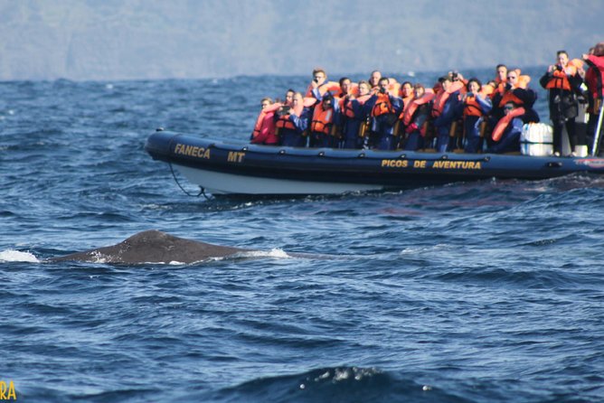 Azores Whale Watching Tour Ponta Delgada - The Experience of Traveling in a Speedboat or Catamaran