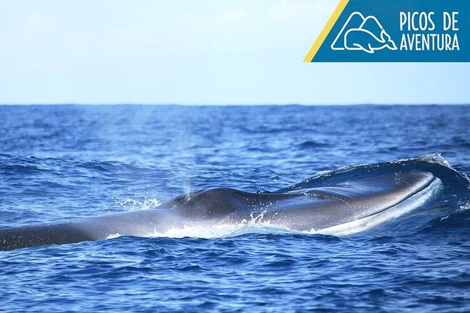 Azores Whale Watching Tour Ponta Delgada - Weather and Clothing Advice for Comfortable Viewing