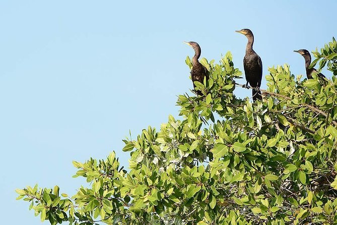 Aztec Temazcal Experience & Jungle Coyuca Lagoon &Turtle Release - Pricing and Cancellation Policies