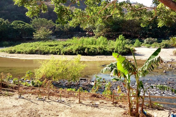 Baby sea turtles camp - What Past Participants Say About the Experience