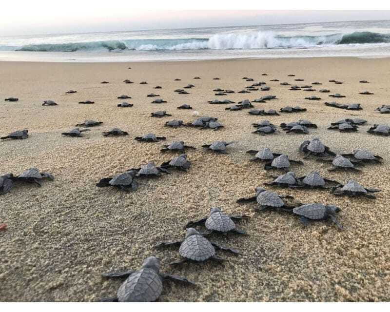 Baby Sea turtles release in Puerto Escondido - Why This Tour Stands Out in Puerto Escondido