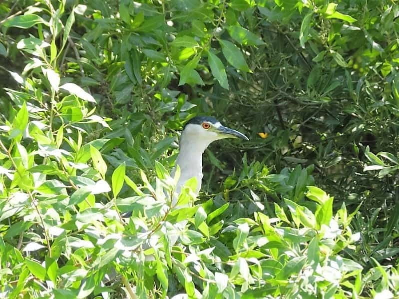 .Baby Turtle Release, Lagoon Boat Ride, and Crocodile Farm - Practical Details: What’s Included and What’s Not