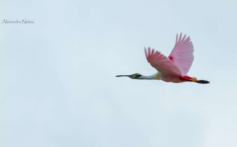 Bacalar: 4hr Private Sailing Tour with Guacamole & Drinks - Relaxing Swim Opportunities in the Lagoon