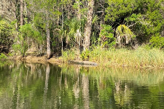 Backland Alligator Electric Paddle Tour - Guides and Reviews Highlighting the Experience