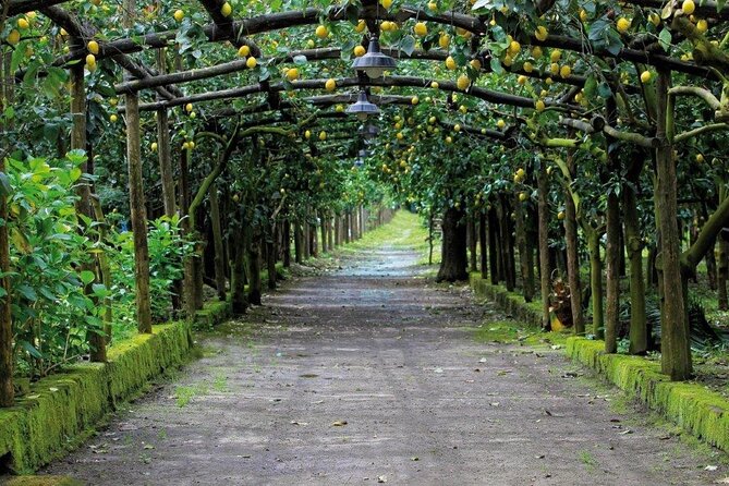 Backroads & Limoncello Experience: Sorrento E-Bike Tour - The Lemon Farm and Tasting Experience