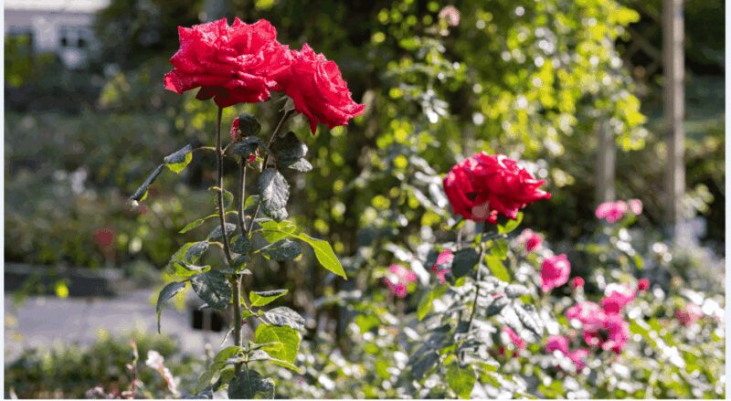 Bad Wörishofen: Rose Garden Tour - Key Points