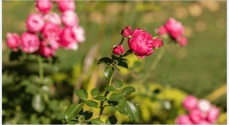 Bad Wörishofen: Rose Garden Tour - Accessibility and Group Size Advantages