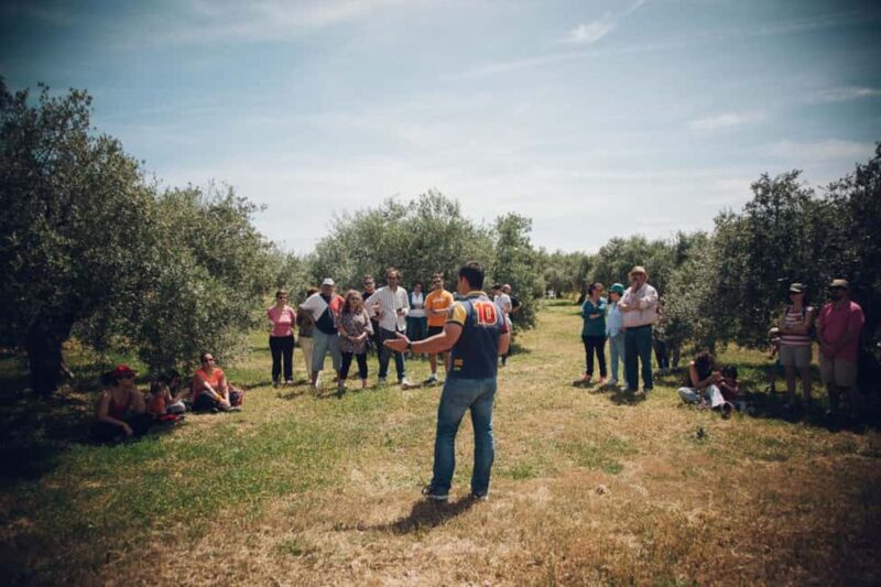 Baeza: Visit to an Organic Olive Grove + Oil Tasting - Who Will Enjoy This Tour Most