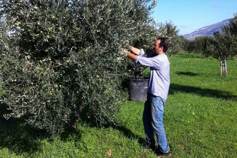 Baglio Florio Adamo: Oil Tasting - Exploring the Olive Groves of Sicily