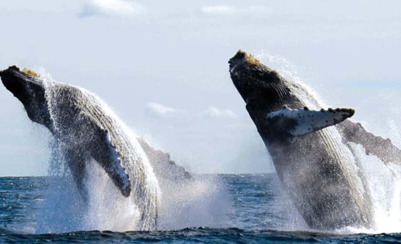 Bahía de Banderas: Whale Watching and Snorkeling Tour - Starting Point at Mismaloya Beach