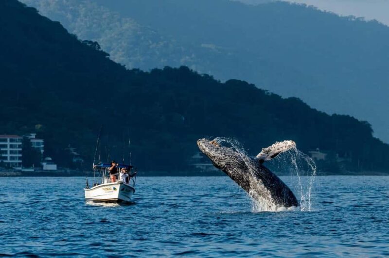 Bahía de Banderas: Whale Watching and Snorkeling Tour - Booking and Flexibility Options