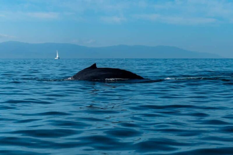 Bahía de Banderas: Whale Watching and Snorkeling Tour - Who Would Enjoy This Tour Most